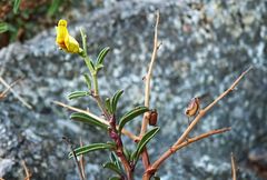 Anthyllis hermanniae corsica