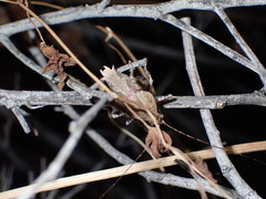 Aglaothorax longipennis