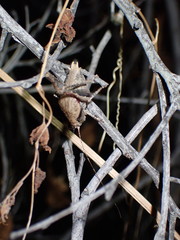 Aglaothorax longipennis