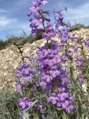 Penstemon mucronatus