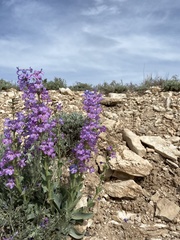 Penstemon mucronatus
