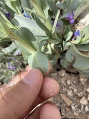 Penstemon mucronatus