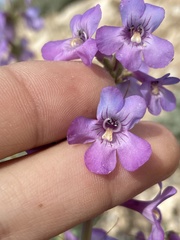 Penstemon mucronatus