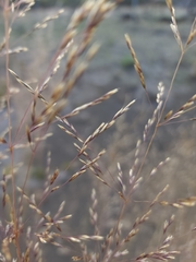 Deschampsia nubigena