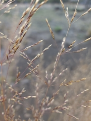 Deschampsia nubigena