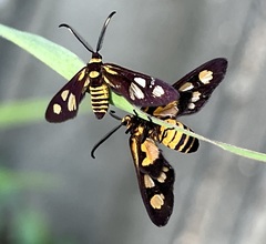 Thyrassia penangae
