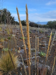Trisetum glomeratum