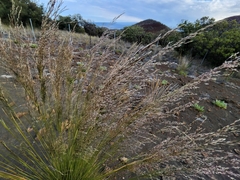 Deschampsia nubigena