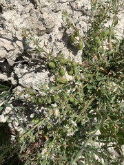 Reseda phyteuma