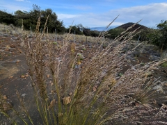 Deschampsia nubigena