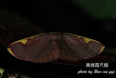 Nothomiza flavicosta