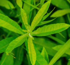 Veronicastrum virginicum