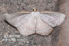 Plesiomorpha