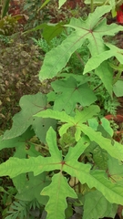 Abelmoschus sagittifolius