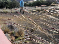 Nassella cernua