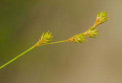 Carex tenera