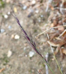 Aristida ramosa