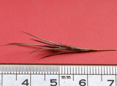 Aristida ramosa