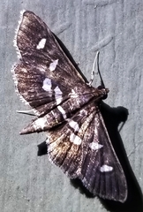 Desmia subdivisalis