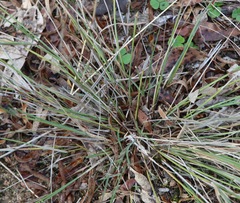 Aristida ramosa