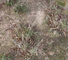 Aristida ramosa