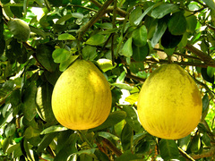 Citrus maxima