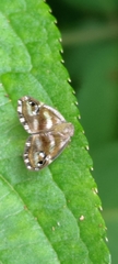 Ricania simulans