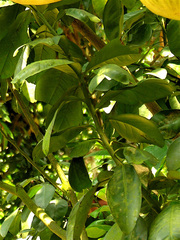 Citrus maxima