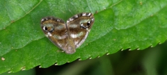 Ricania simulans