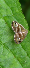 Ricania simulans