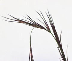 Aristida ramosa