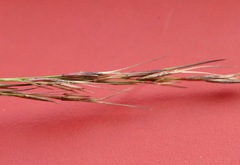 Aristida ramosa