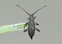 Ropalopus macropus