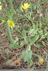 Ixeris chinensis