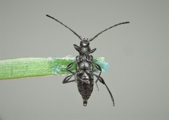 Ropalopus macropus