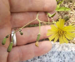 Ixeris chinensis
