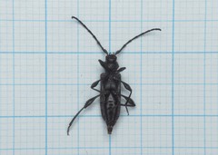 Ropalopus macropus