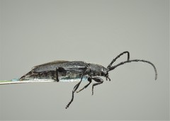 Ropalopus macropus