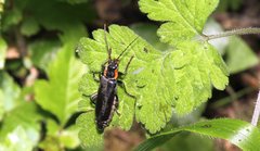 Cantharis obscura