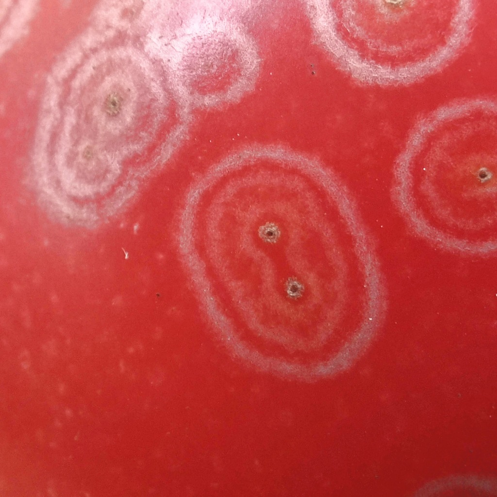 Ellioviricetes