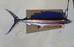 Shortbill Spearfish photo 2