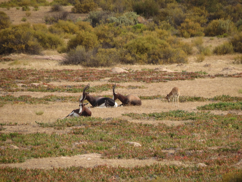 Damaliscus pygargus pygargus, West Coast DC, South Africa, by christiaan_viljoen