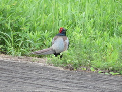 Phasianus versicolor