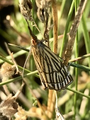 Chrysocramboides craterella