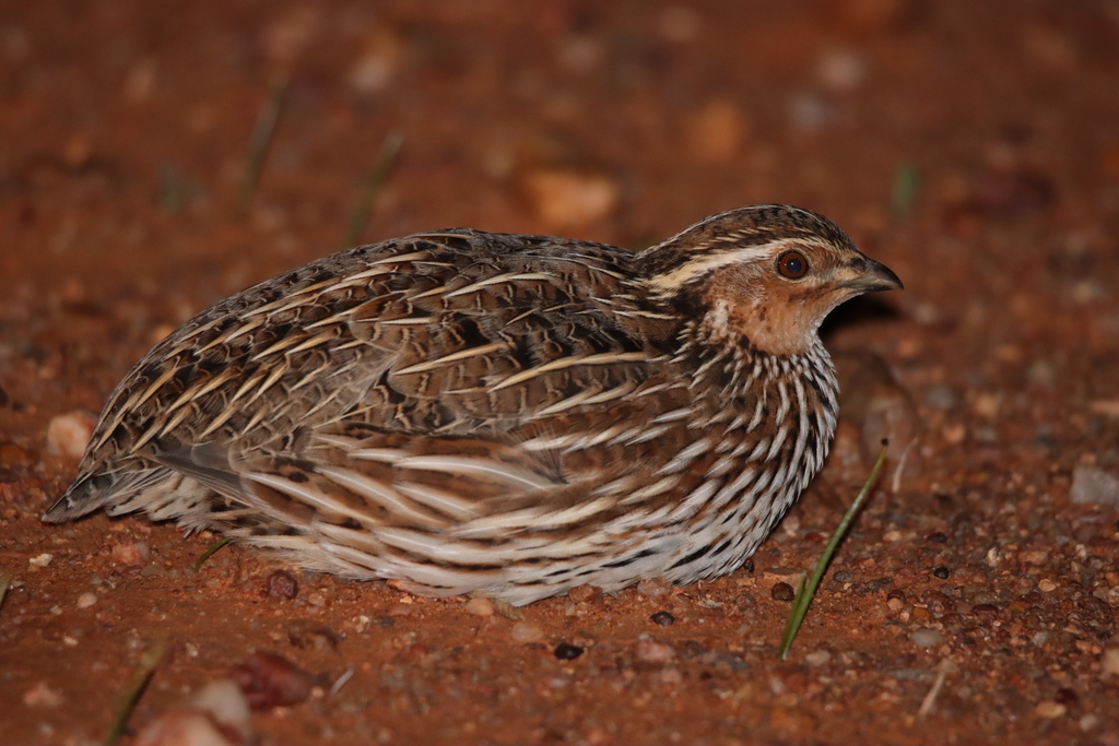 Stubble Quail from Fowlers Gap NSW 2880, Australia on May 18, 2022 at ...