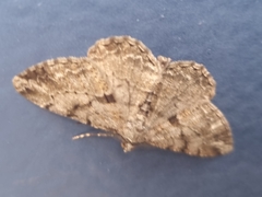 Peribatodes rhomboidaria