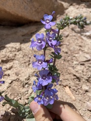 Penstemon mucronatus