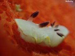 Ardeadoris scottjohnsoni