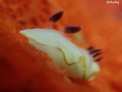 Ardeadoris scottjohnsoni