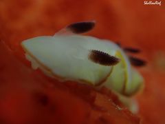 Ardeadoris scottjohnsoni